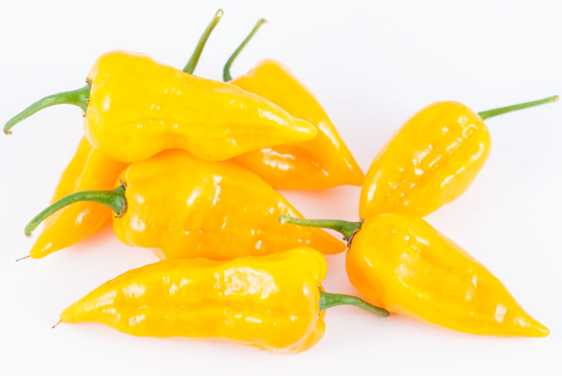 Abchazskij Ostryj - Capsicum annuum - variedad de chile