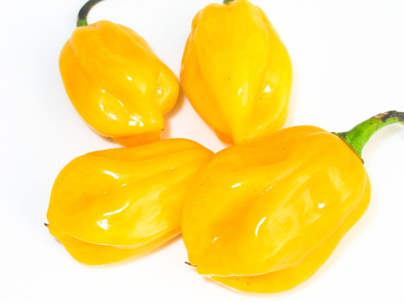 Ancho - Capsicum annuum - variedad de chile