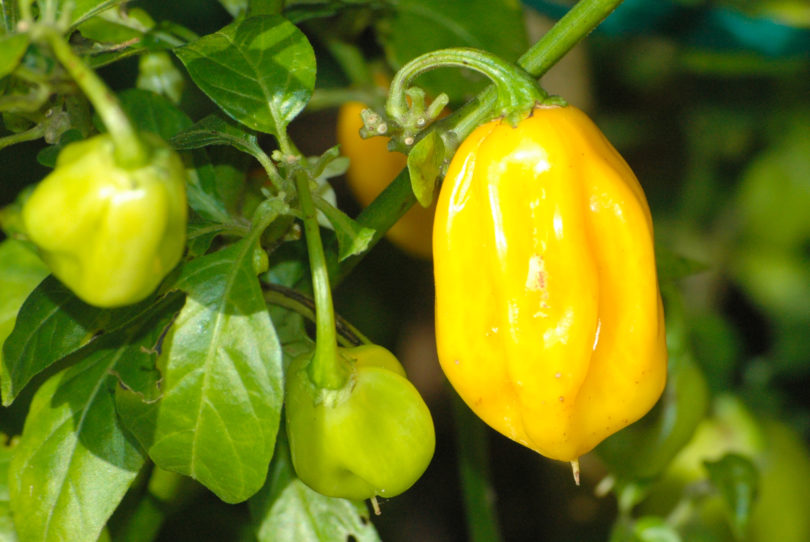 1995 - Capsicum annuum - variedad de chile