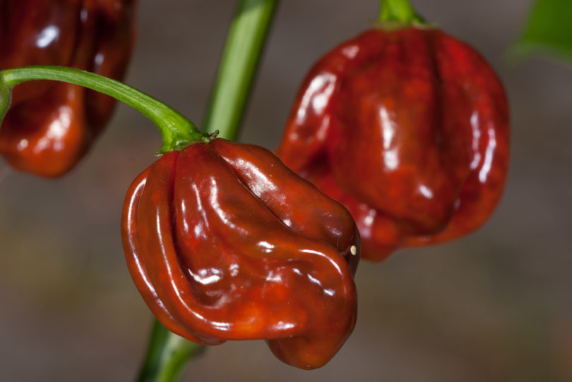 Aconcagua - Capsicum annuum - variedad de chile