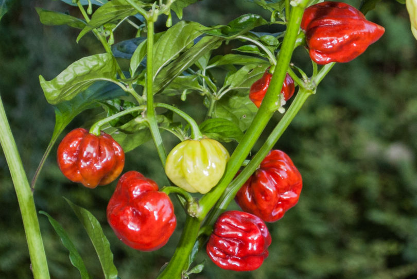 2007-CAP-AN-136 - Capsicum annuum - variedad de chile