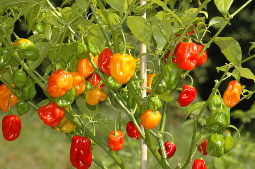 2007-CAP-AN-165 - Capsicum annuum - variedad de chile