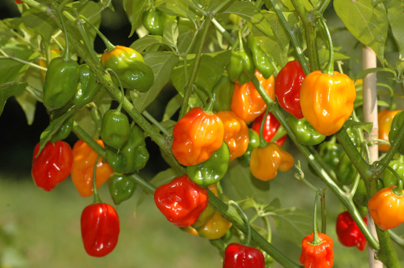Aethiopien - Capsicum annuum - variedad de chile