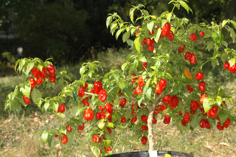 1644 - Capsicum annuum - variedad de chile