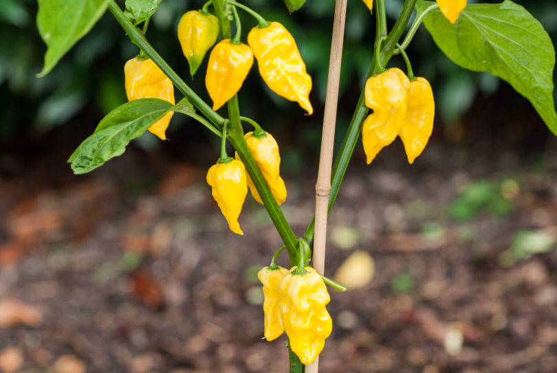 Anita - Capsicum annuum - variedad de chile