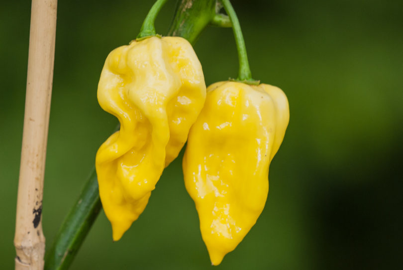 1981-CAP-AN-7 - Capsicum annuum - variedad de chile