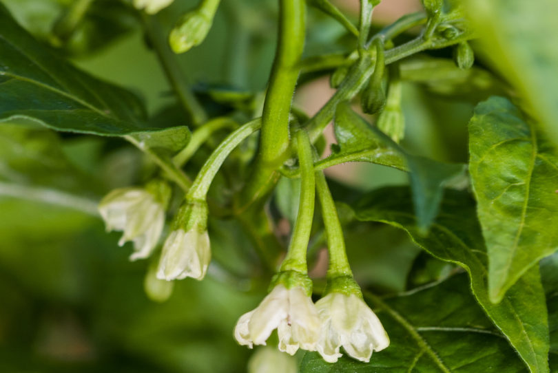 Alma Paprika F1 - Capsicum annuum - variedad de chile