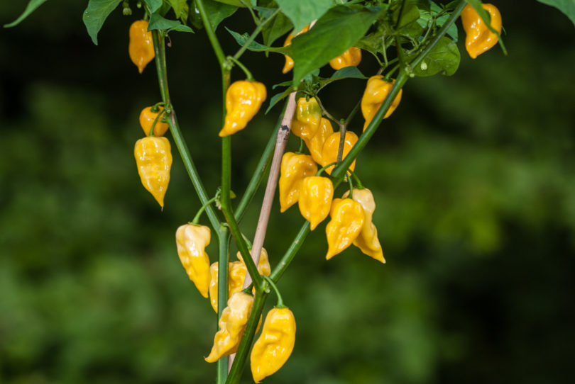 2007-CAP-AN-252 - Capsicum annuum - variedad de chile