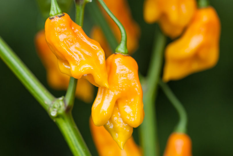 Albaregia - Capsicum annuum - variedad de chile