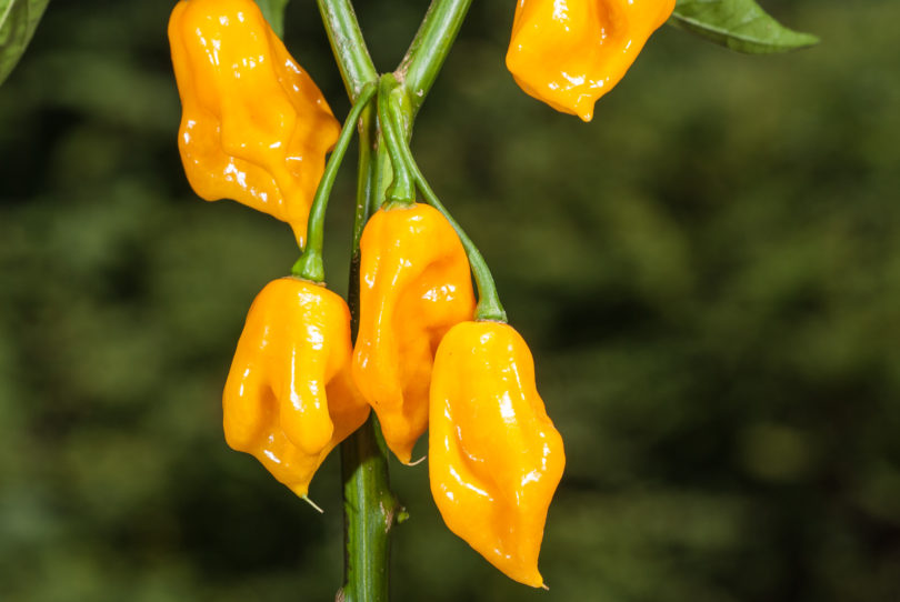 Albena - Capsicum annuum - variedad de chile