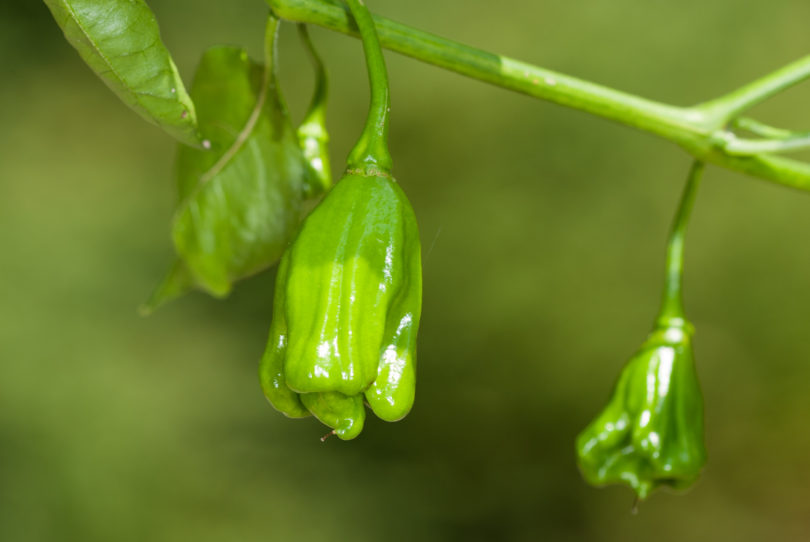 1618 - Capsicum annuum - variedad de chile