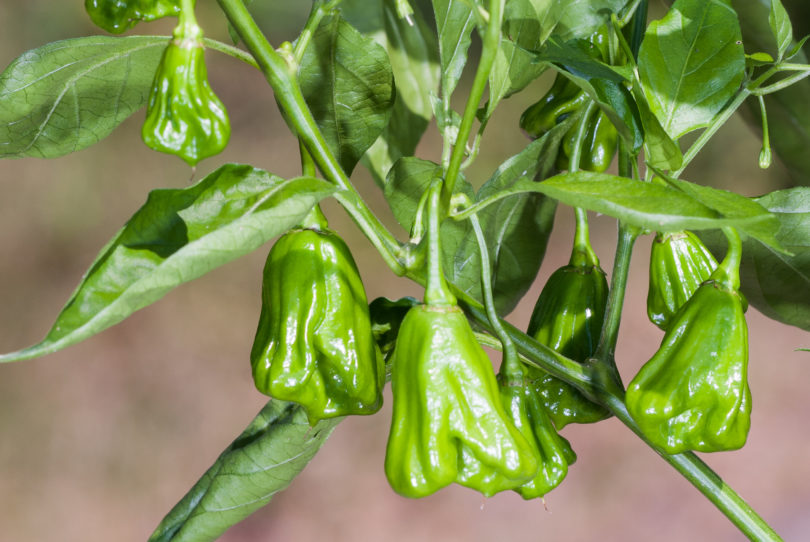 AGB2140 - Capsicum annuum - variedad de chile