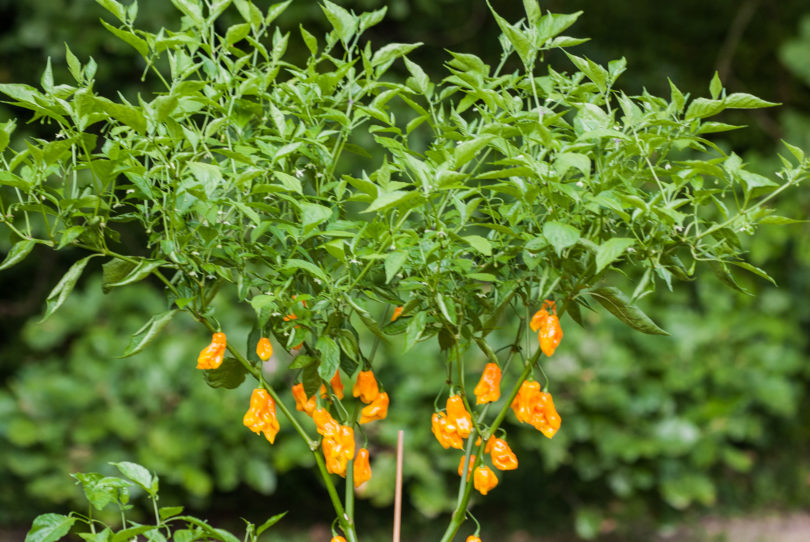 2007-CAP-AN-209 - Capsicum annuum - variedad de chile