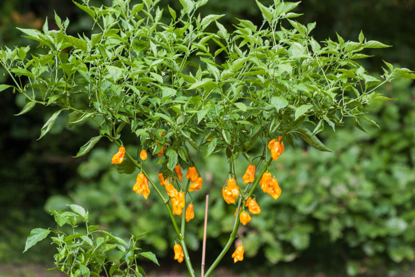Andrea - Capsicum annuum - variedad de chile