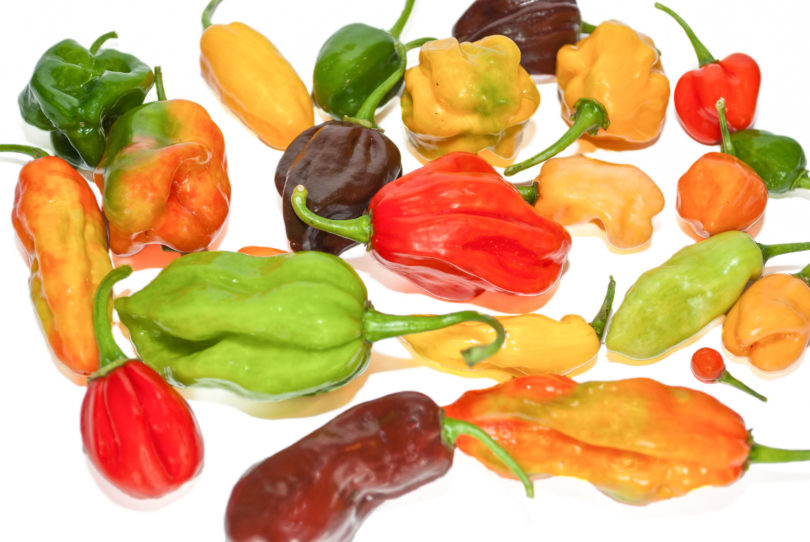 Anaheim Chili - Capsicum annuum - variedad de chile