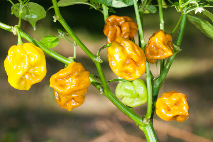 2007-CAP-AN-14 - Capsicum annuum - variedad de chile