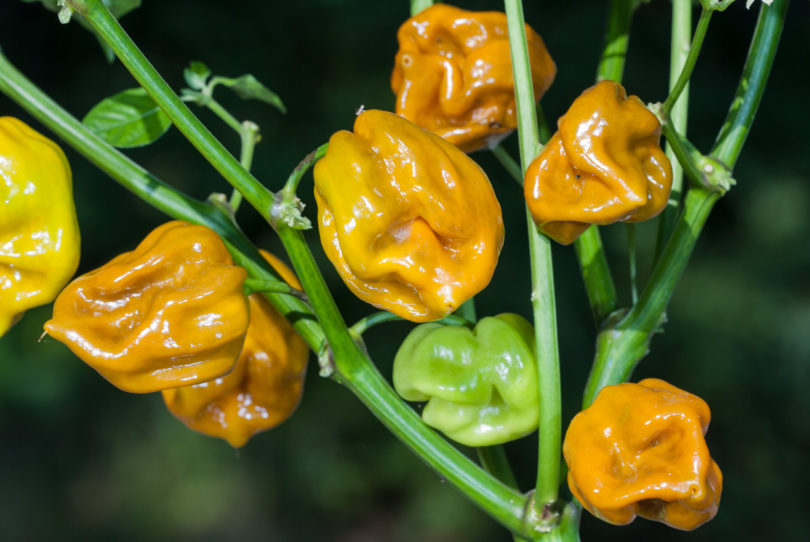 Aconcagua - Capsicum annuum - variedad de chile