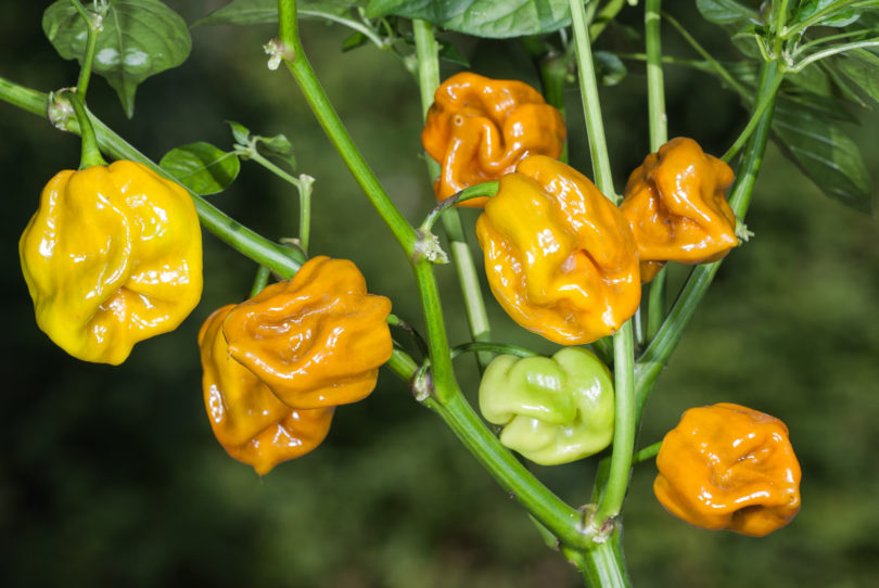 A T 2 - Capsicum annuum - variedad de chile