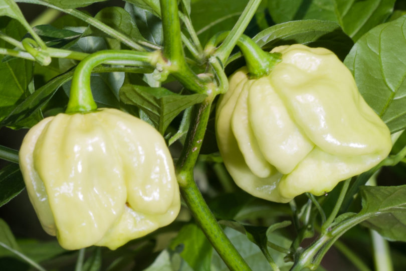 2007-CAP-AN-7 - Capsicum annuum - variedad de chile