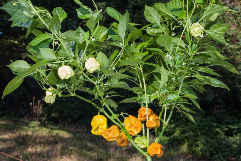 AG264 - Capsicum annuum - variedad de chile