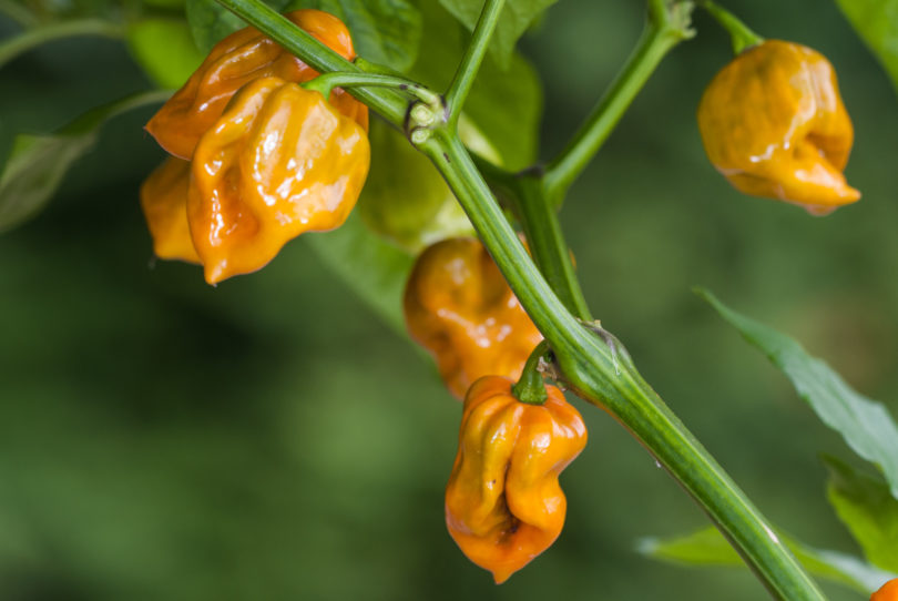 An Hui Xian Jiao - Capsicum annuum - variedad de chile