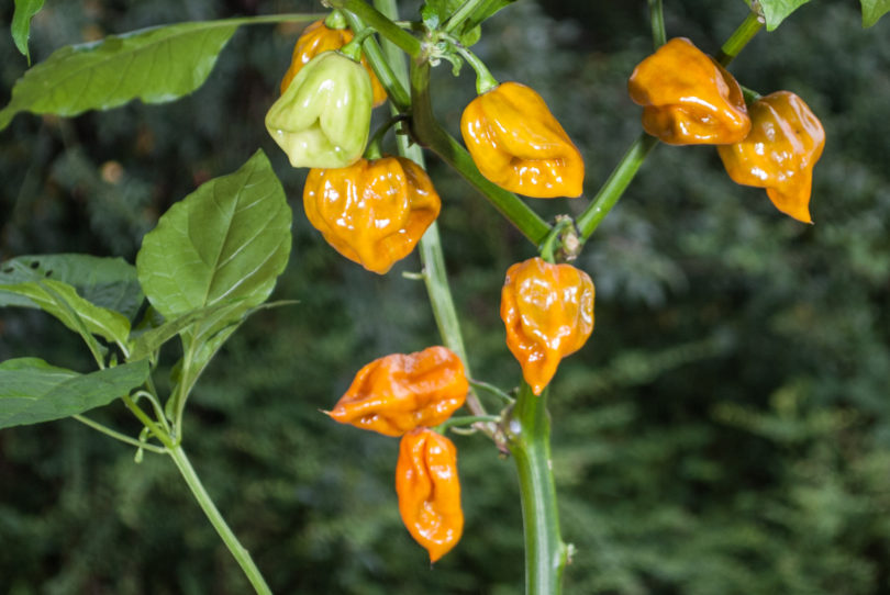 American bird pepper - Capsicum annuum - variedad de chile