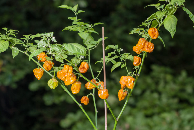 2007-CAP-AN-124 - Capsicum annuum - variedad de chile