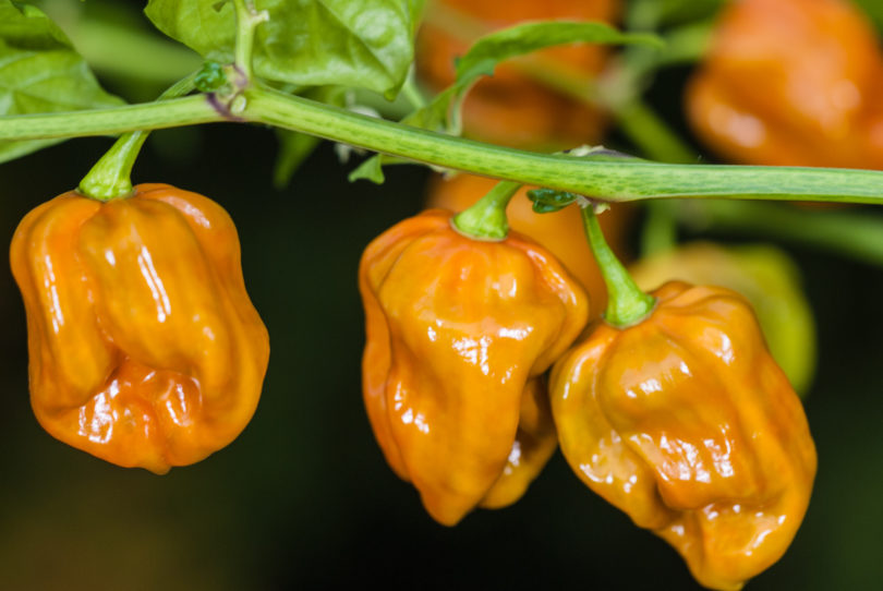 Ají - Capsicum annuum - variedad de chile