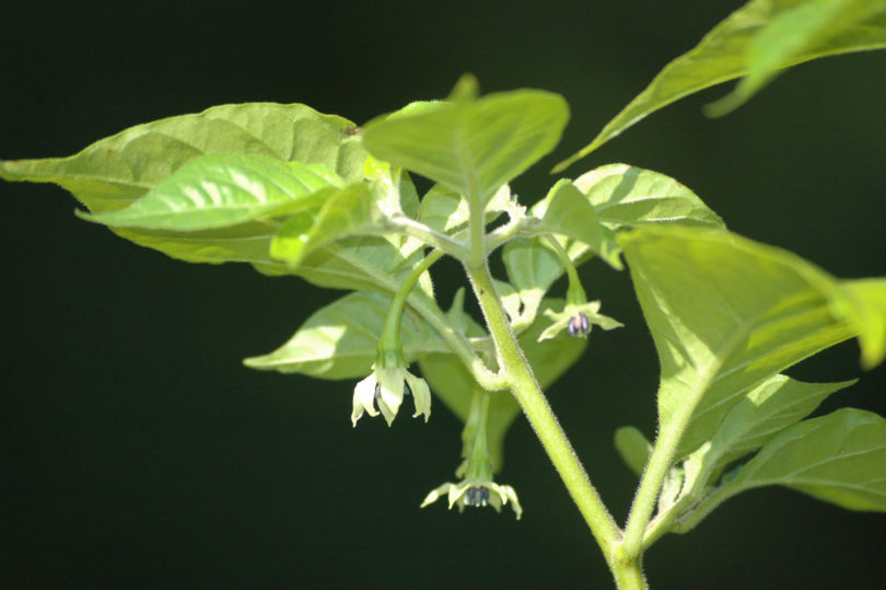 Agronomico No 8 - Capsicum annuum - variedad de chile
