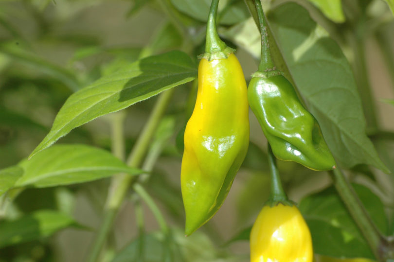 1566 - Capsicum annuum - variedad de chile