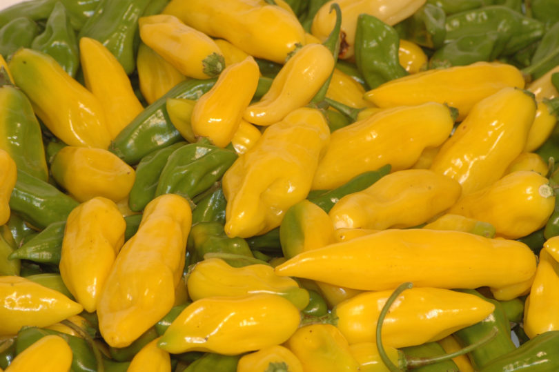 2007-CAP-AN-264 - Capsicum annuum - variedad de chile