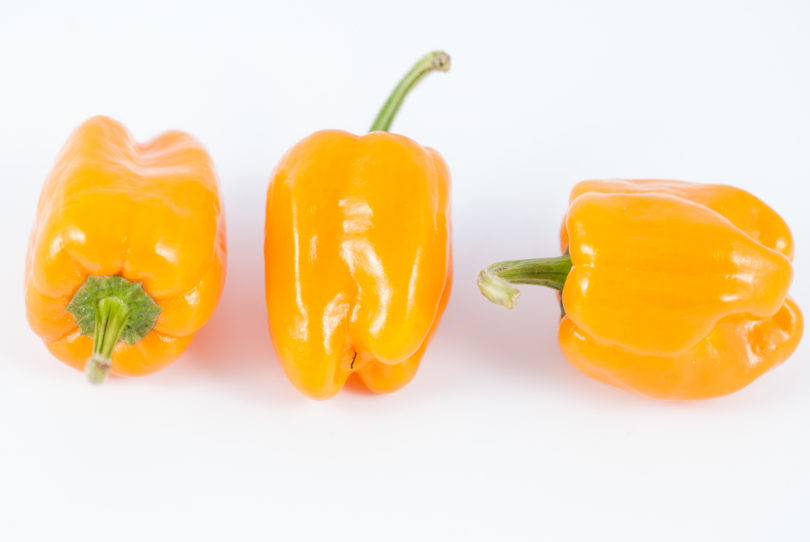 1619 - Capsicum annuum - variedad de chile