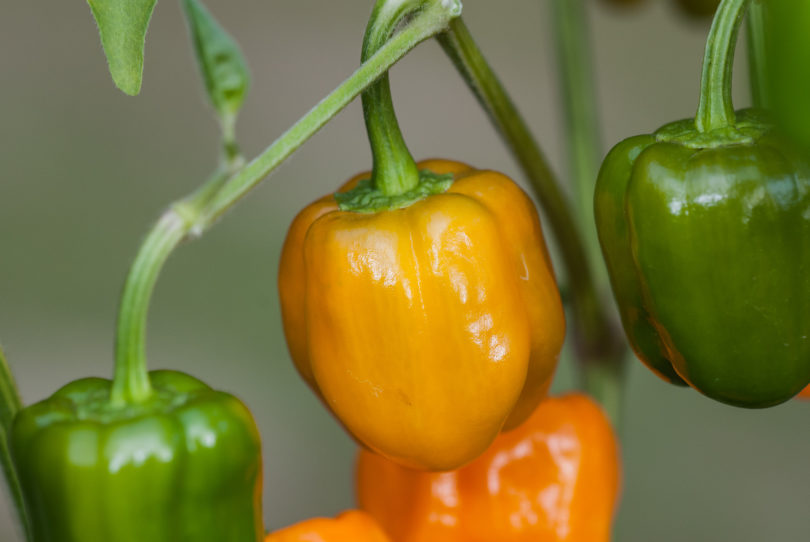 1652 - Capsicum annuum - variedad de chile