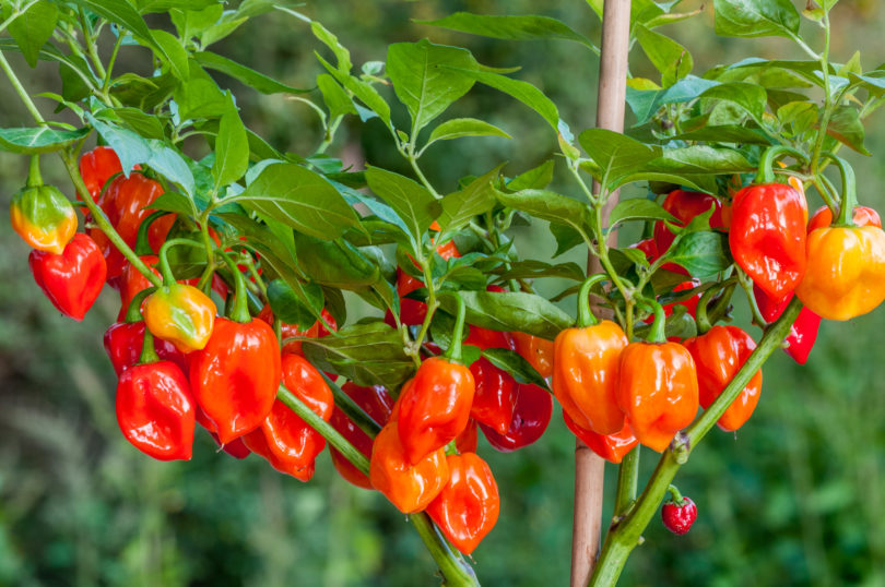 2007-CAP-AN-222 - Capsicum annuum - variedad de chile