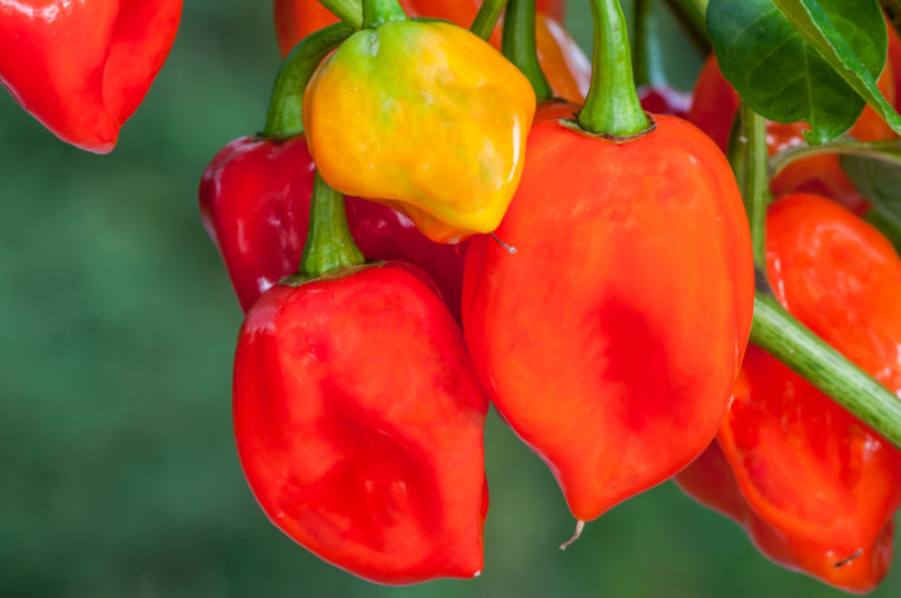 2007-CAP-AN-100 - Capsicum annuum - variedad de chile