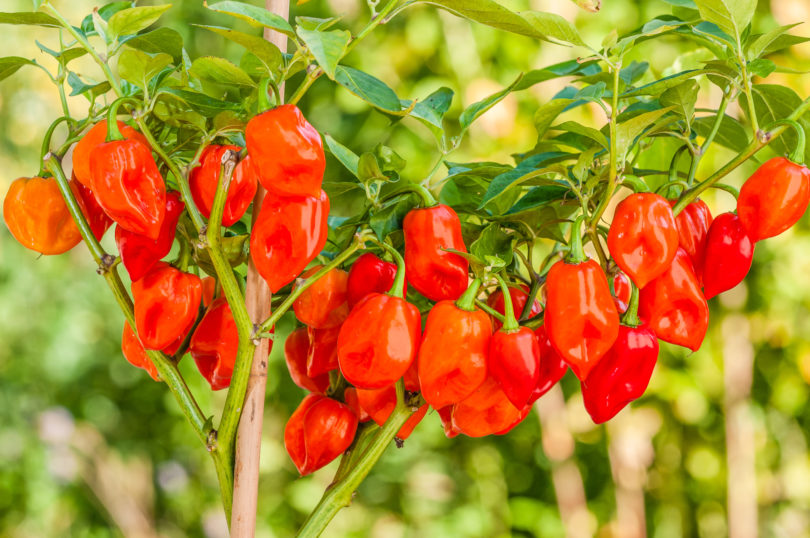 2007-CAP-AN-214 - Capsicum annuum - variedad de chile