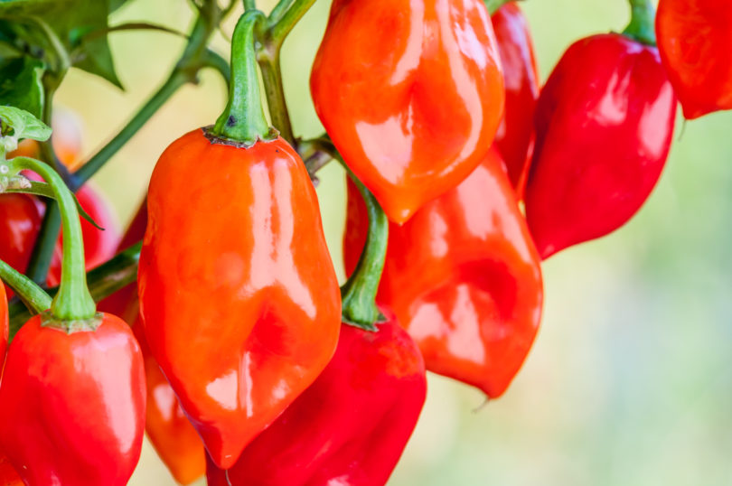 2006-CAP-AN-1 - Capsicum annuum - variedad de chile