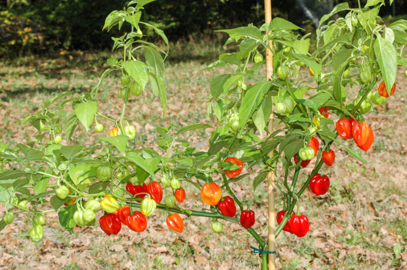 1580 - Capsicum annuum - variedad de chile