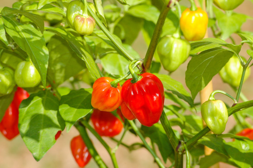 1571 - Capsicum annuum - variedad de chile