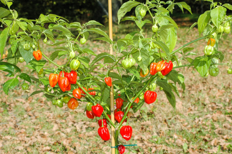 1615 - Capsicum annuum - variedad de chile