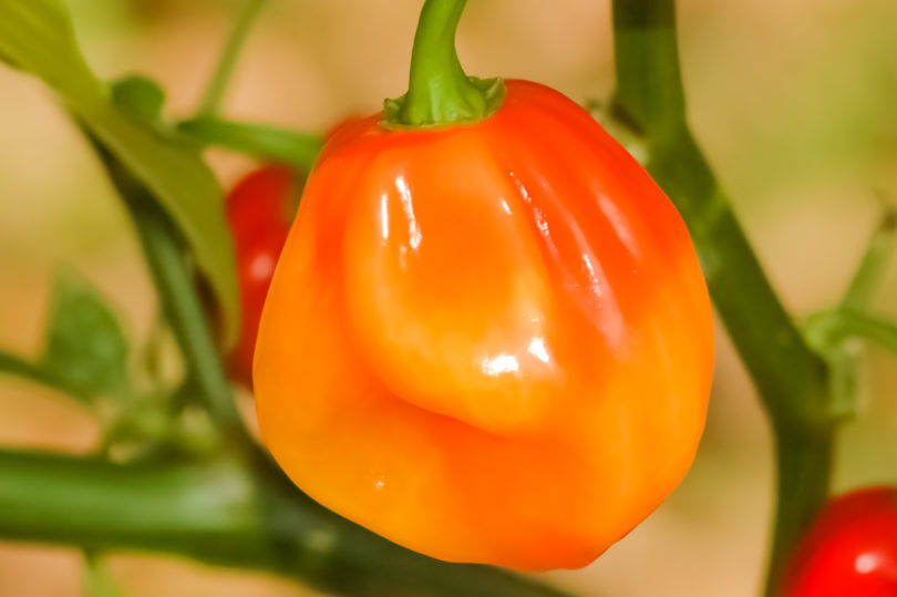 1629 - Capsicum annuum - variedad de chile