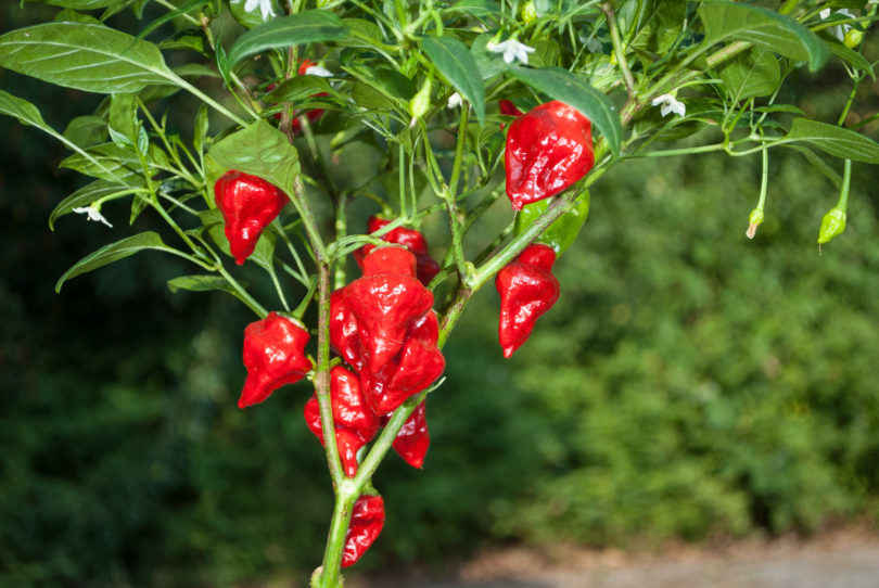 1989-CAP-AN-141 - Capsicum annuum - variedad de chile