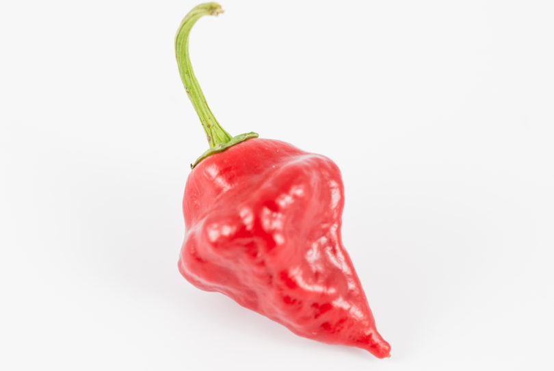 2007-CAP-AN-27 - Capsicum annuum - variedad de chile