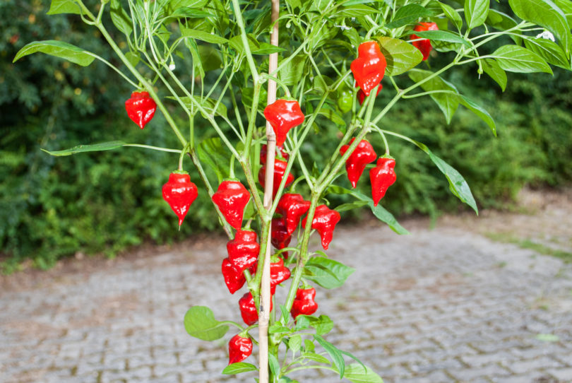 2007-CAP-AN-160 - Capsicum annuum - variedad de chile