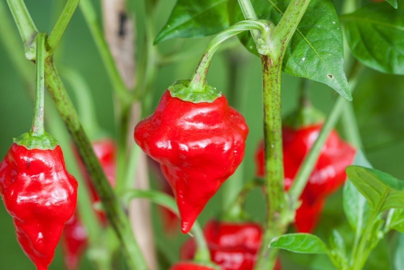 2007-CAP-AN-77 - Capsicum annuum - variedad de chile