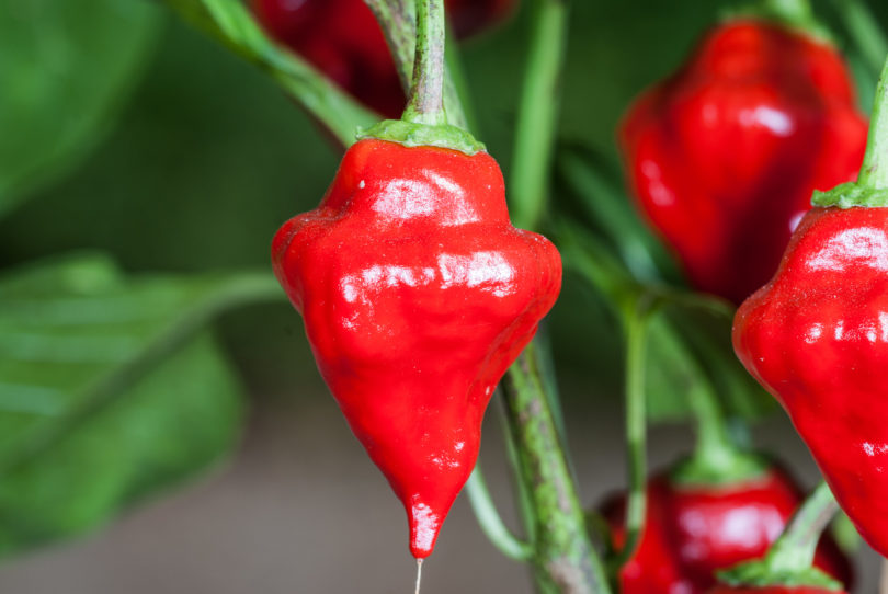 Allbig Ill F 5 - Capsicum annuum - variedad de chile