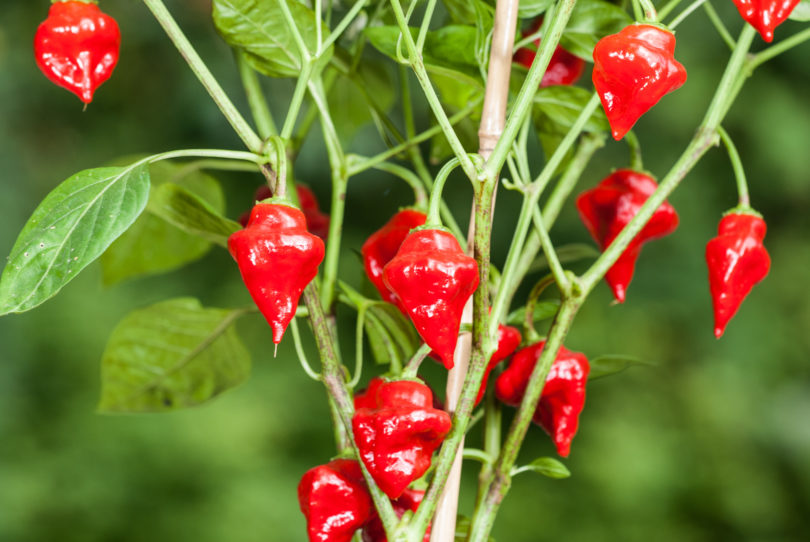 American bird pepper - Capsicum annuum - variedad de chile