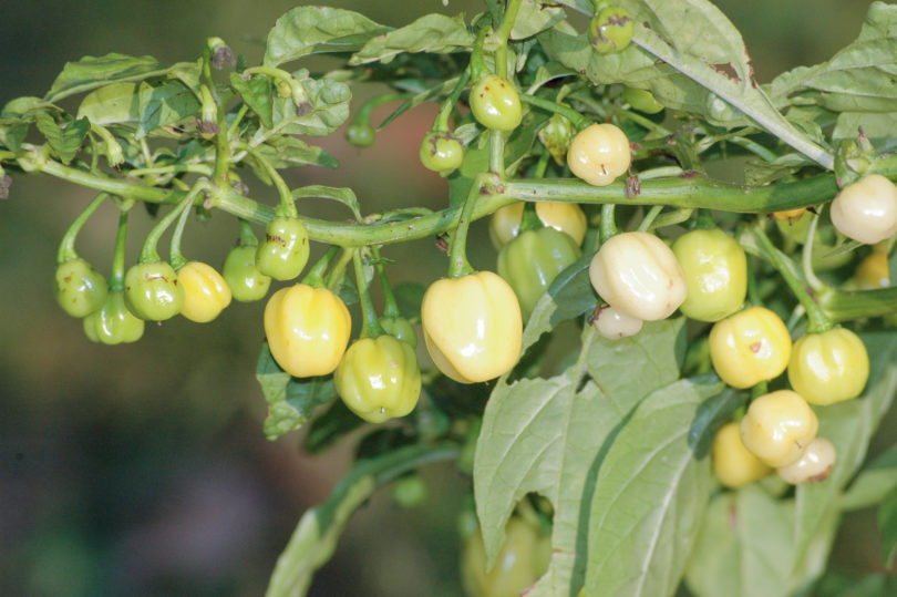 2007-CAP-AN-74 - Capsicum annuum - variedad de chile