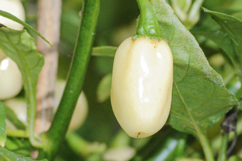 2007-CAP-AN-230 - Capsicum annuum - variedad de chile