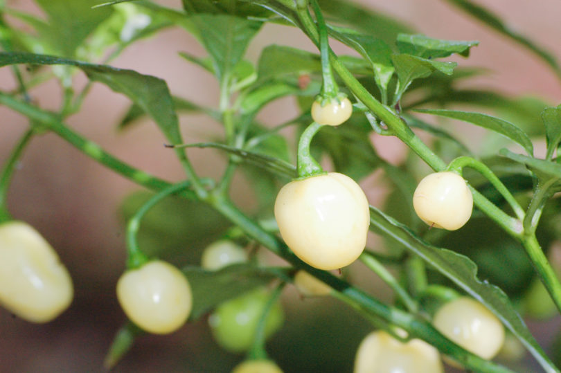 2007-CAP-AN-283 - Capsicum annuum - variedad de chile